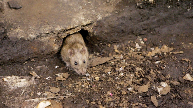 NYC subway rat 