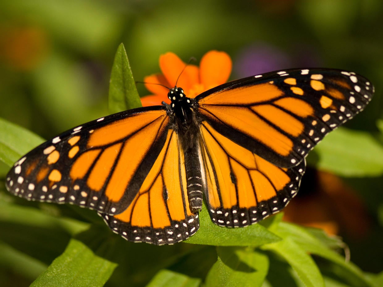 Monarch butterflies