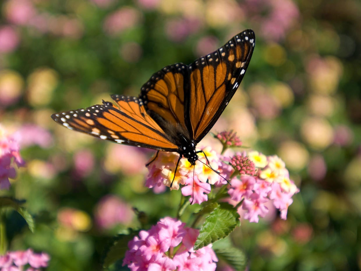 Monarch butterflies