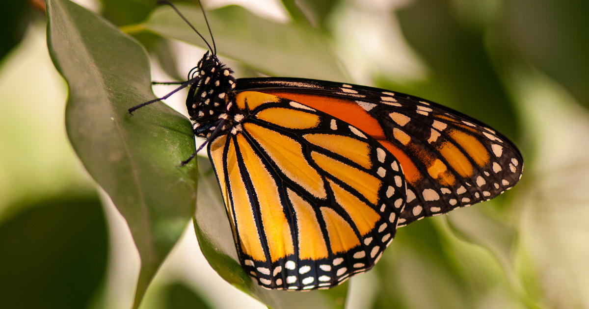 Sweet Messenger - Monarch Butterfly – Chala Group