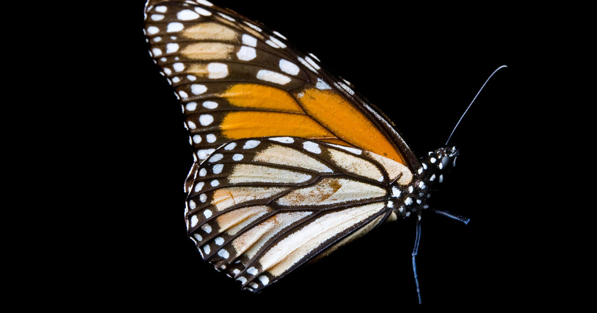 Monarch Butterfly Stock Photo by ©youngnova 1928515
