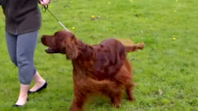 ​Thendara Satisfaction, an Irish setter also known as "Jagger," that died after an alleged poisoning at the U.K. dog show "Crufts" 