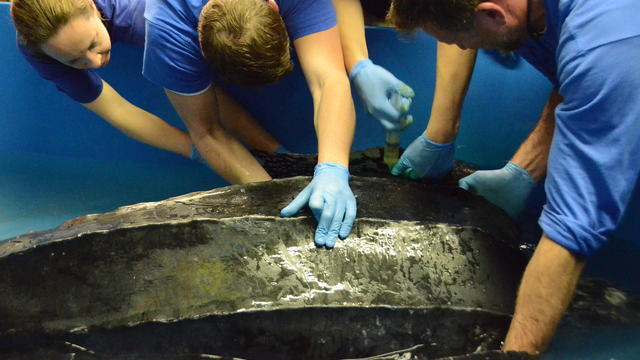 csouth-carolina-aquarium-sea-turtle-rescue-program-leatherback-sea-turtle-weight-check-and-antibiotic-injections-march-2015-76.jpg 