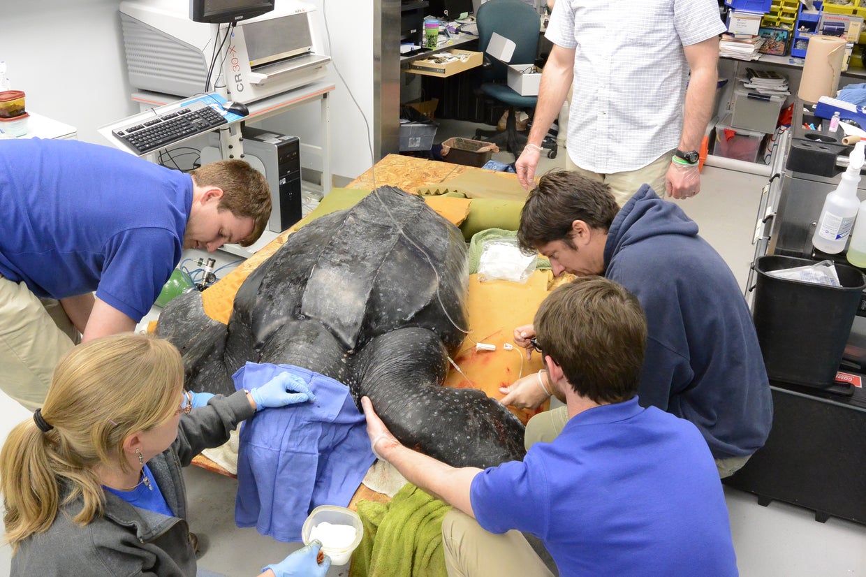500 pound leatherback sea turtle rescued after washing ashore in South ...