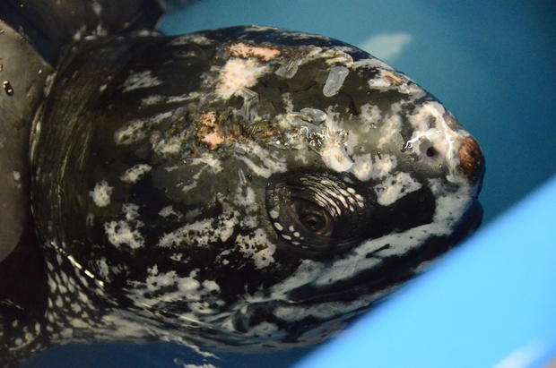 csouth-carolina-aquarium-sea-turtle-rescue-program-leatherback-sea-turtle-weight-check-and-antibiotic-injections-march-2015-58.jpg 