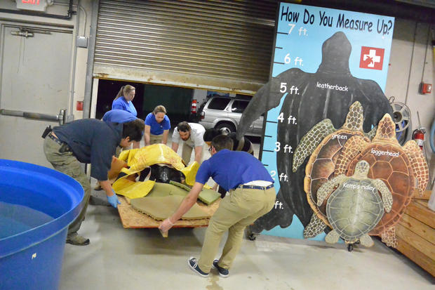south-carolina-aquarium-sea-turtle-rescue-program-leatherback-sea-turtle-march-2015-62.jpg 