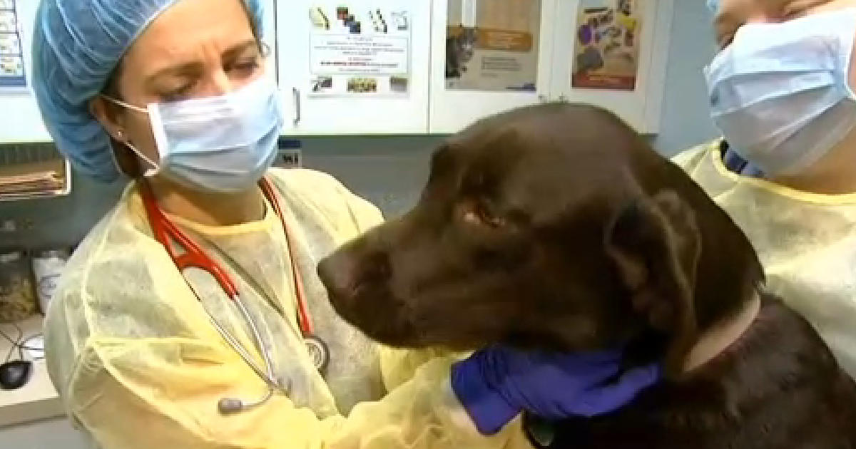 Outbreak of canine influenza worries dog owners CBS News