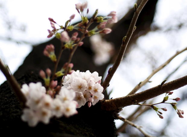 cherry-blossoms.jpg 