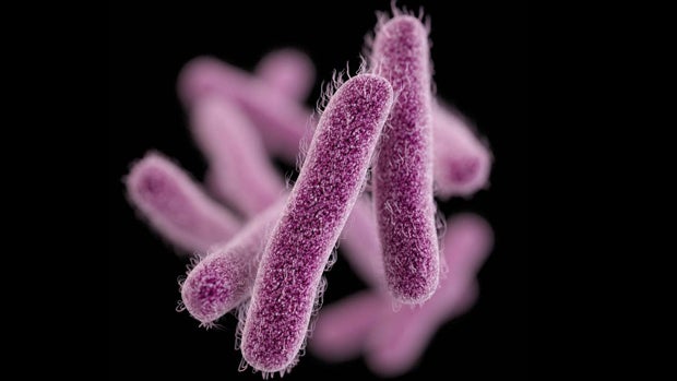shigella-cdc.jpg 