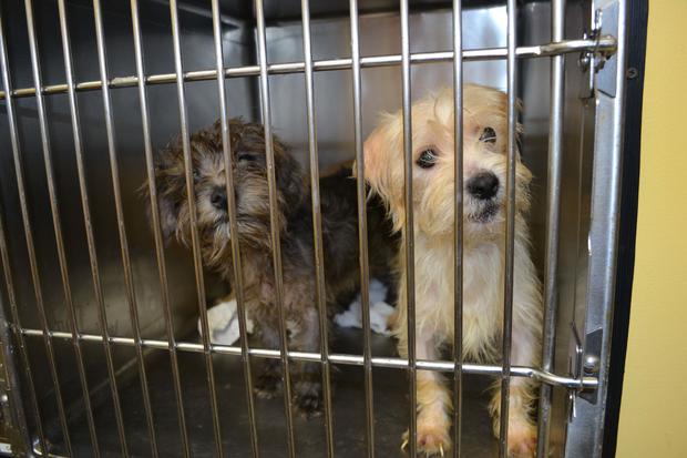 Pups Piled Into Crates Left At Human Society In Miami 