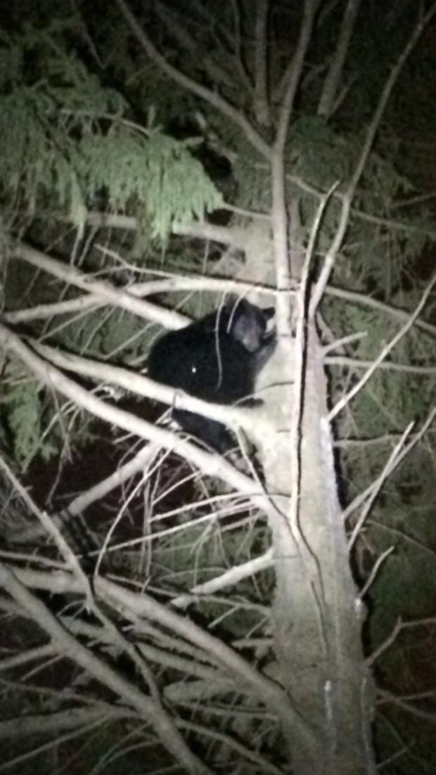 black bear in tree in Darien. Conn 