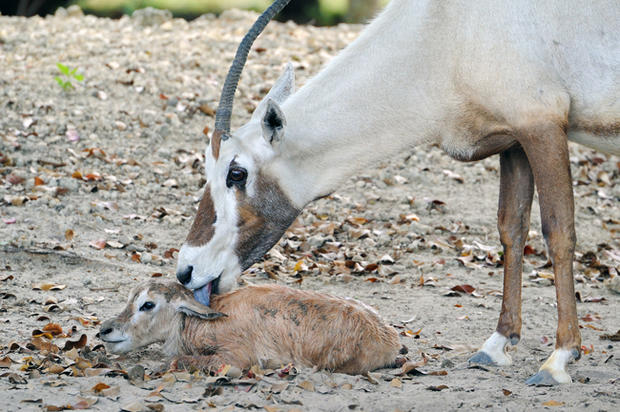 Arabian Oryx Antelope Birth 