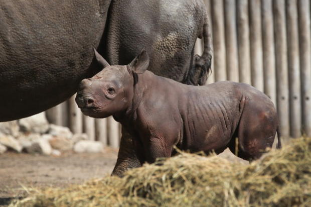 Chicago's Lincoln Park Zoo Host Preview Of Baby Rhinoceros 