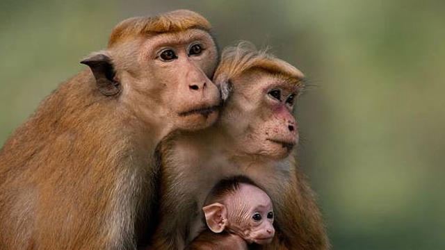 monkey-kingdom-_disney.jpg 