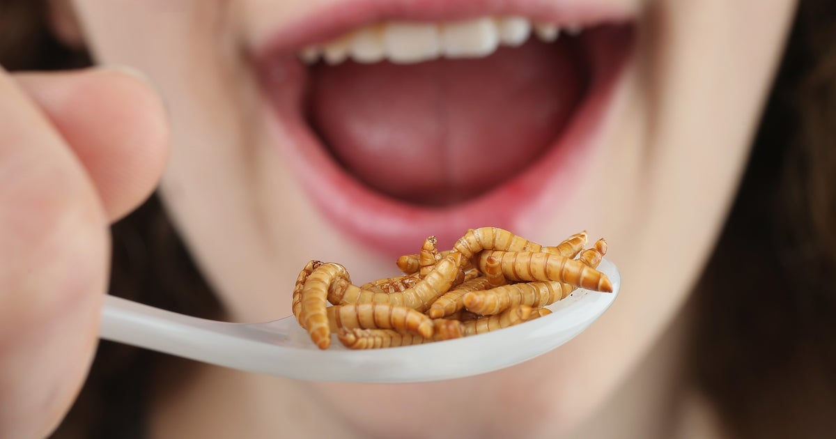 Growing appetite for edible insects a tough sell in U.S. - CBS News