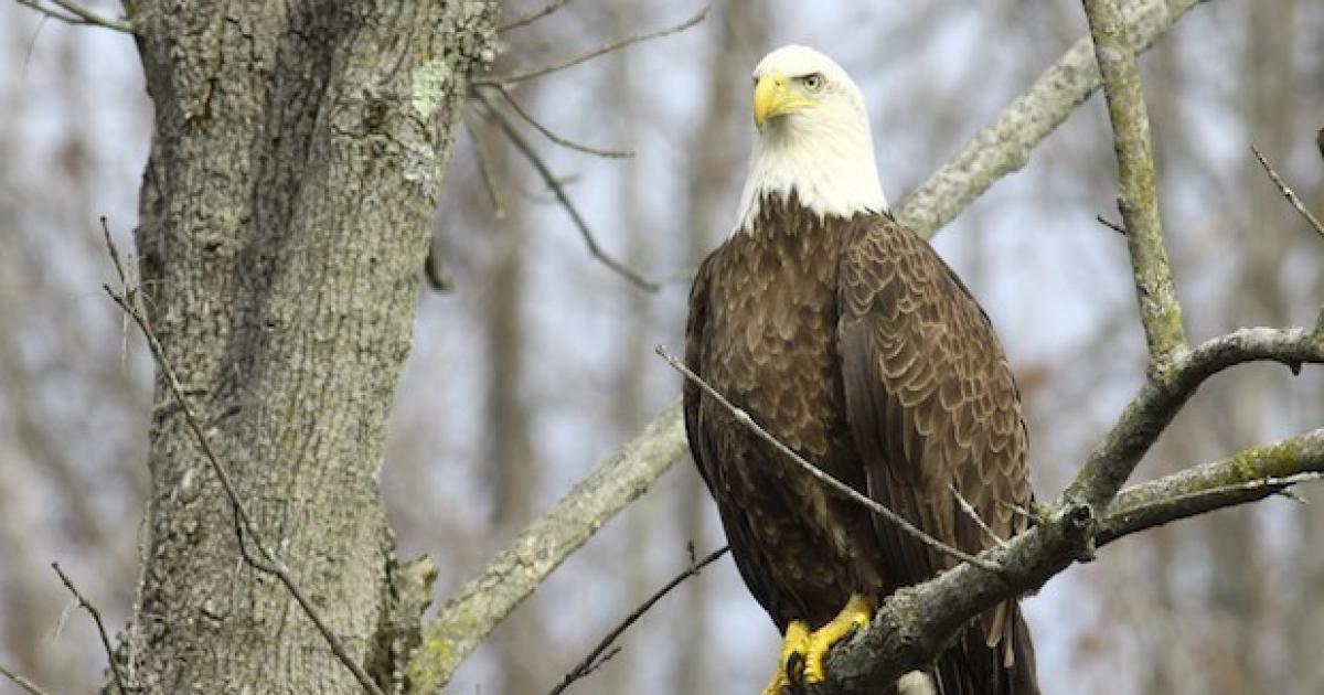 Bald eagles back in New York City after a century - CBS News