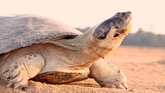 3gsariverturtleadult.jpg 
