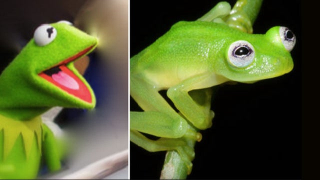 kermitpic-1-promo.jpg 