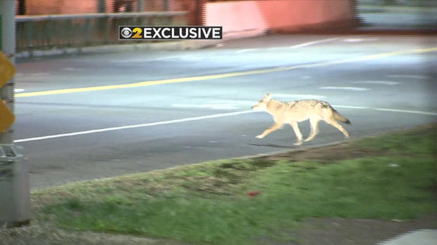 Upper West Side Coyote 