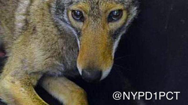 ​A female coyote was captured by New York City police officers in the Battery Park neighborhood near the southern tip of Manhattan in New York April 25, 2015. 