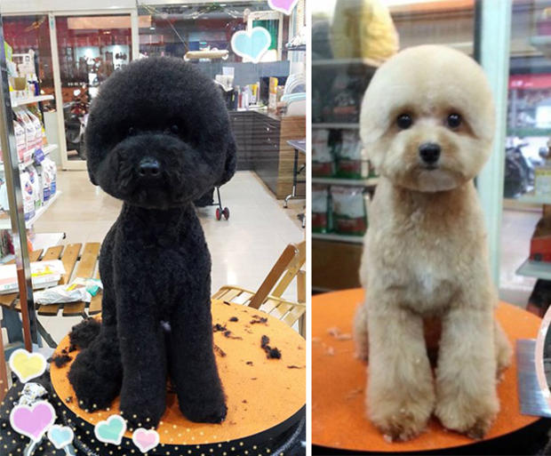 square-round-dog-haircut-taiwan-11.jpg 
