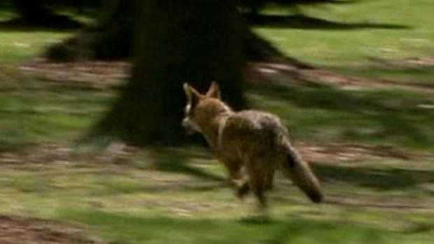 Middle Village Coyote 