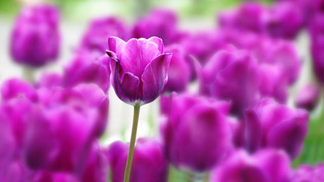 tulips.jpg 