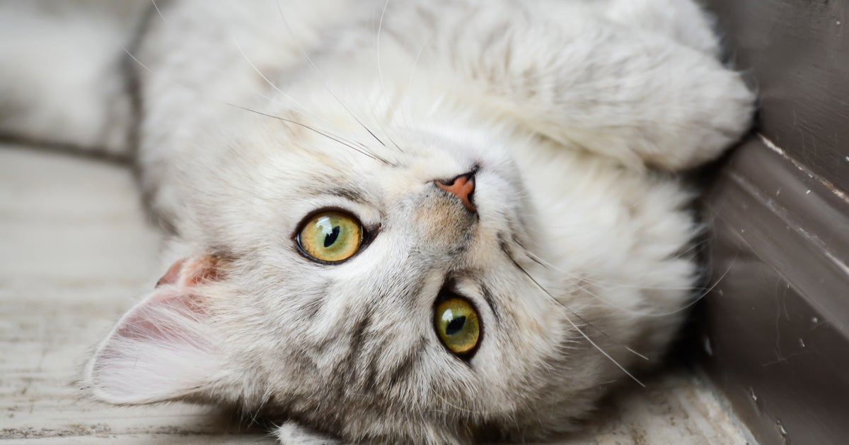 Highpitched sounds may trigger seizures in cats CBS News