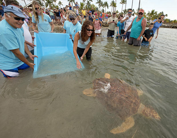 Rehabilitated Sea Turtle Named After Miley Cyrus Released Off Florida Keys 