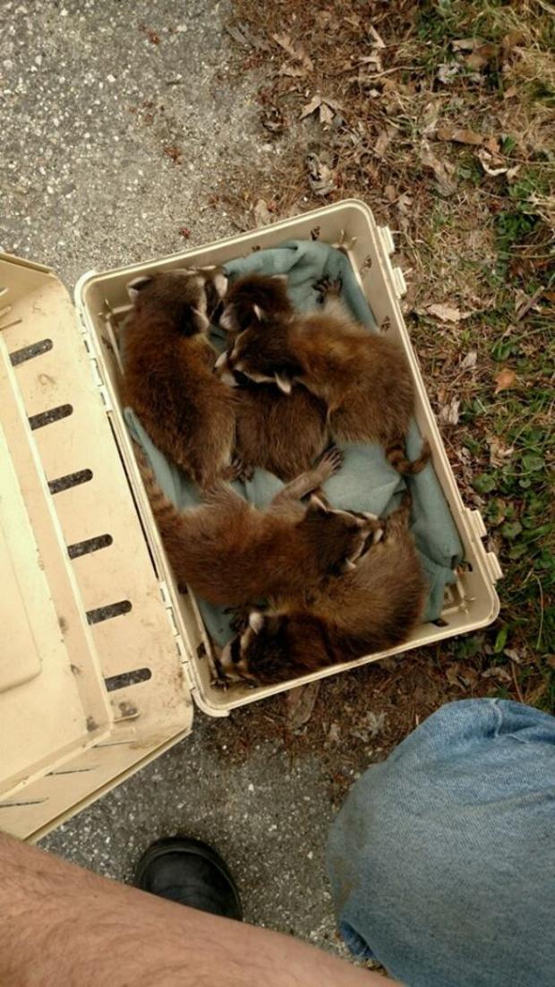 raccoon babies maine 