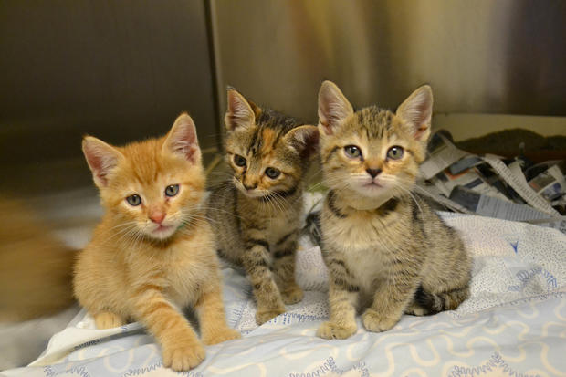 Kittens in need of foster homes 05072015 (5) 