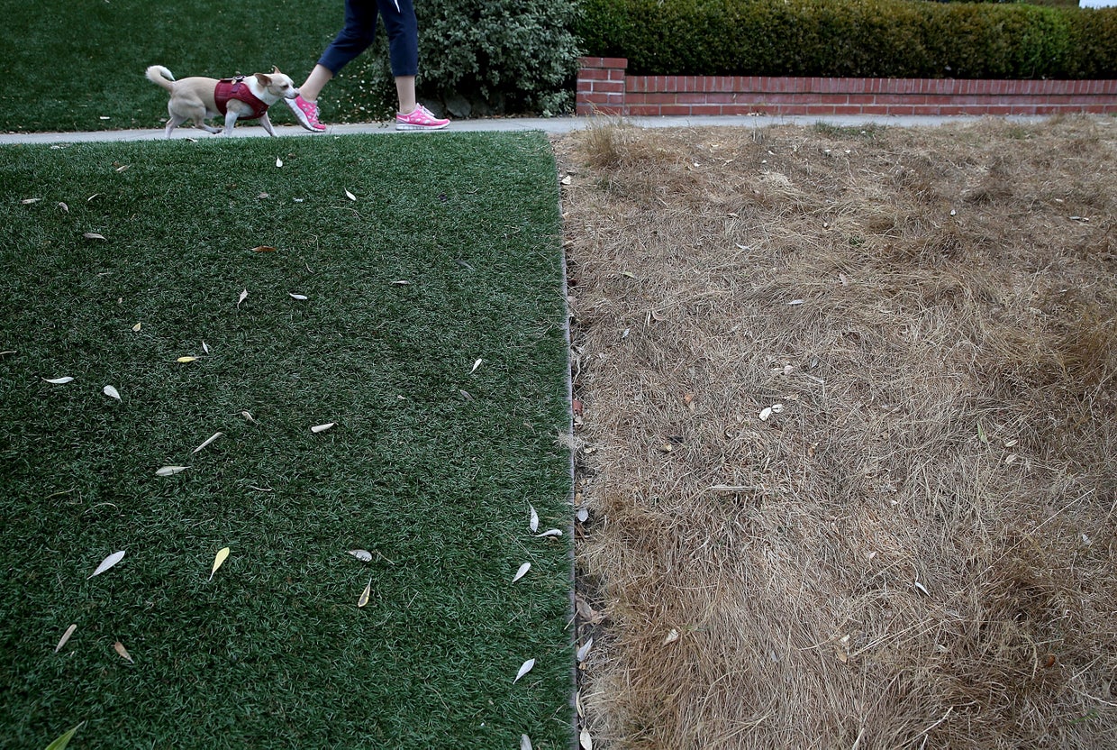 lawns452187600.jpg 
