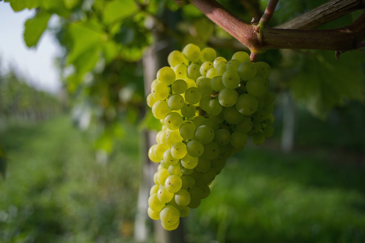 grapes182978948.jpg 