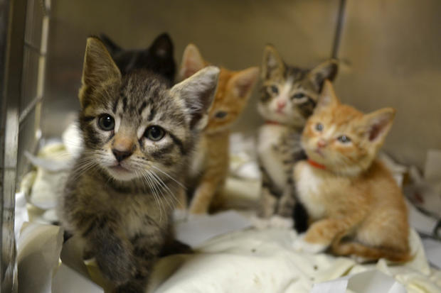 Kittens in need of foster homes 05072015 (4) 