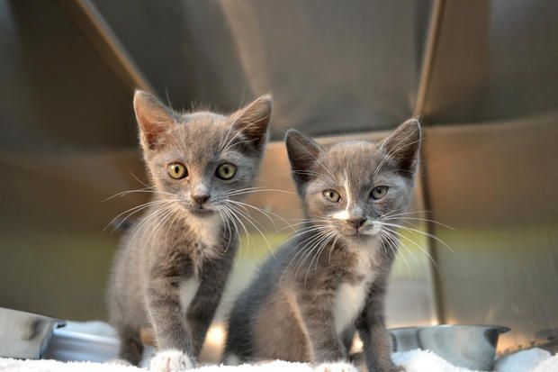 Kittens in need of foster homes 05072015 (3) 