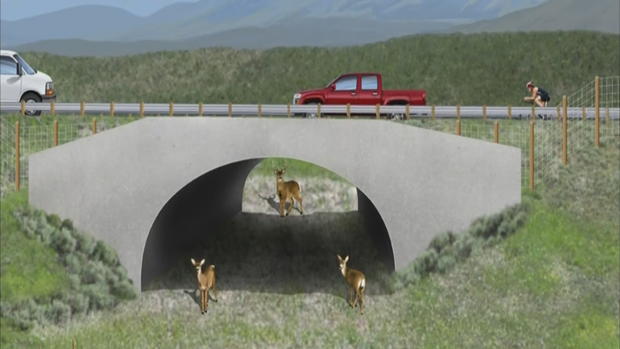 wildlife underpass 