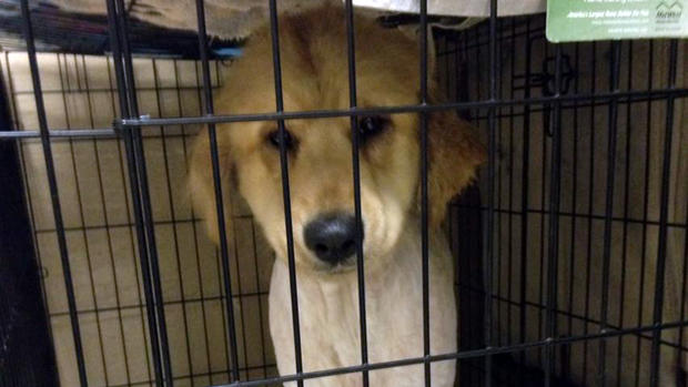Dog Rescued From Lakewood, NJ Animal Hoarding 