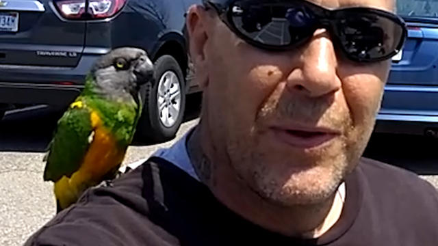 motorcyclist-rides-with-therapy-parrot-on-his-shoulder-00_00_03_10-still001.jpg 