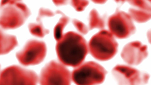 blood cells 