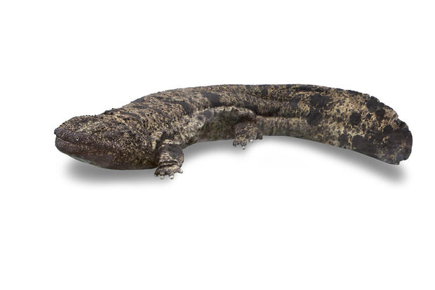 Giant Salamander D75Q8768-retouched-white 