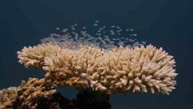 coral-reefs1.jpg 