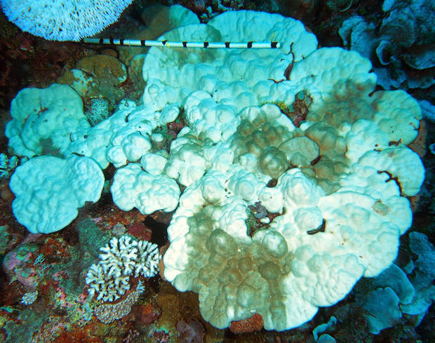 a-large-porites-lutea-with-mottled-bleaching.jpg 