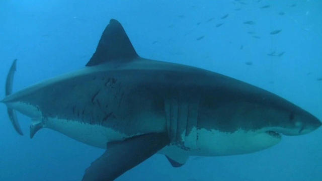 Mary Lee, a 3,500-pound great white shark, has gained a following on social media. 