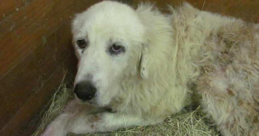 Dog found in dead owner's arms after tornado starts new life CBS News