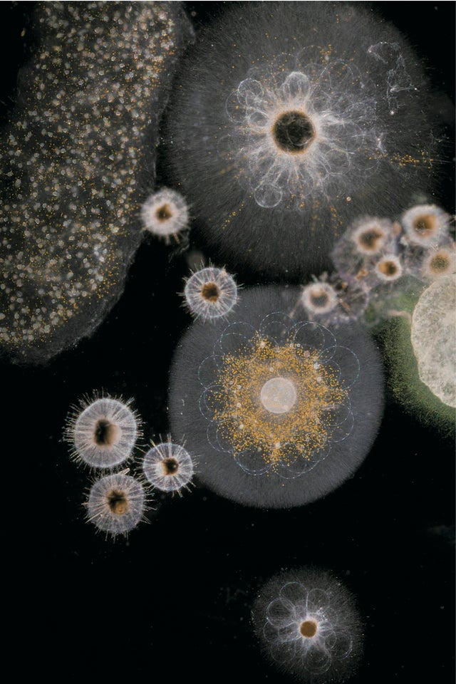 radiolarians-cs-ns-copy.jpg 