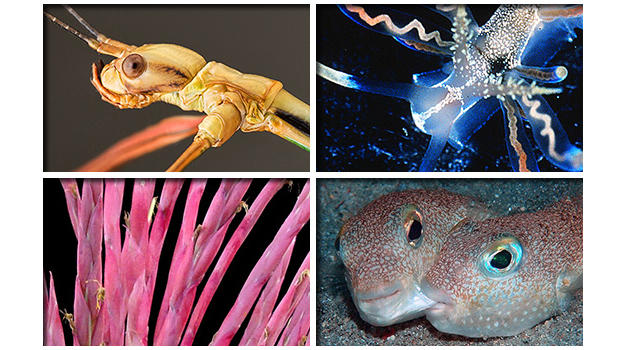 Top 10 coolest new species 