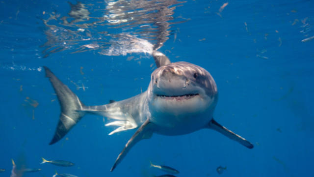 great-white-shark.jpg 