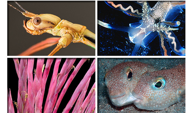 Top 10 coolest new species