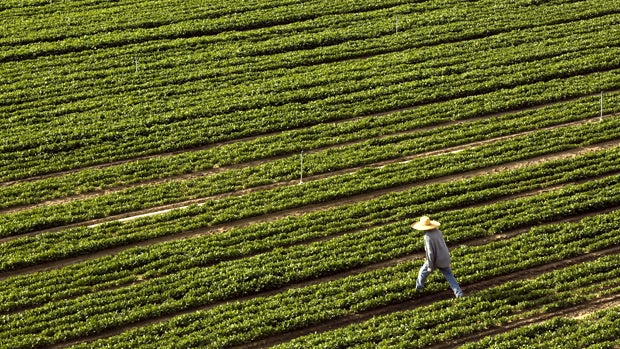 A farmer walks through a field bordering Highway 99 in Turlock, California, April 22, 2015. 