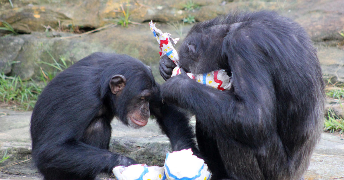 Do chimps have rights? NYC judge weighs fate of Leo and Hercules - CBS News